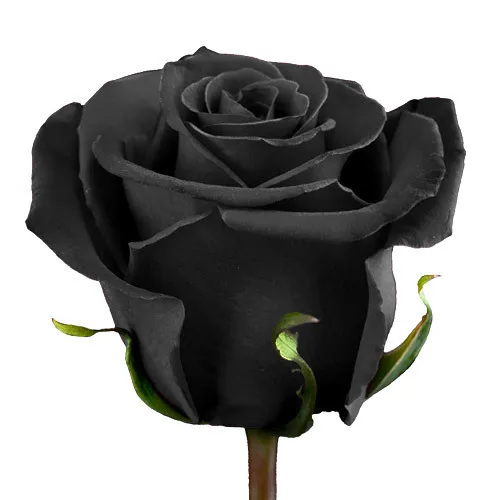 Роза Черная (Freedom black)