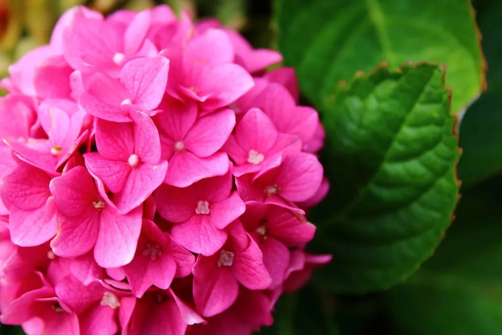 hydrangea-3644142_1920.jpeg hydrangea-3644142_1920.jpeg