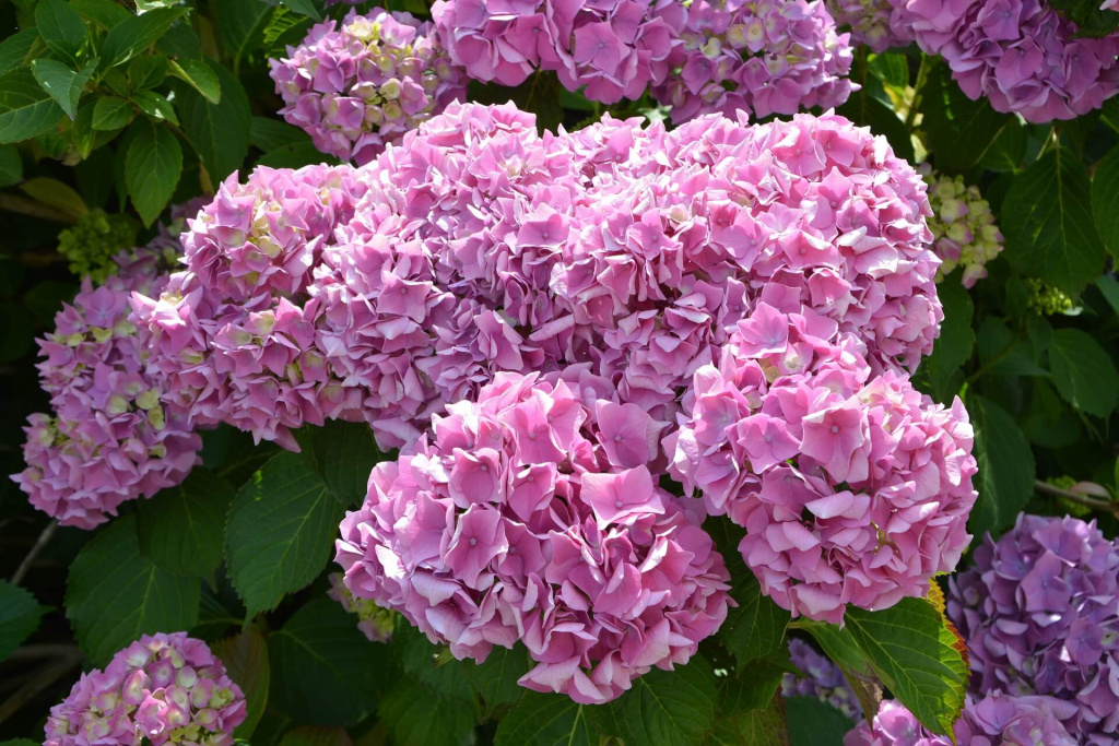 flower-4130724_1920.jpg flower-4130724_1920.jpg