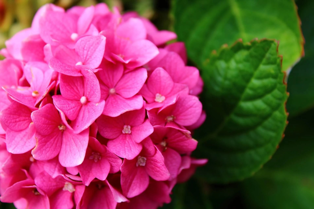 hydrangea-3644142_1920.jpeg hydrangea-3644142_1920.jpeg