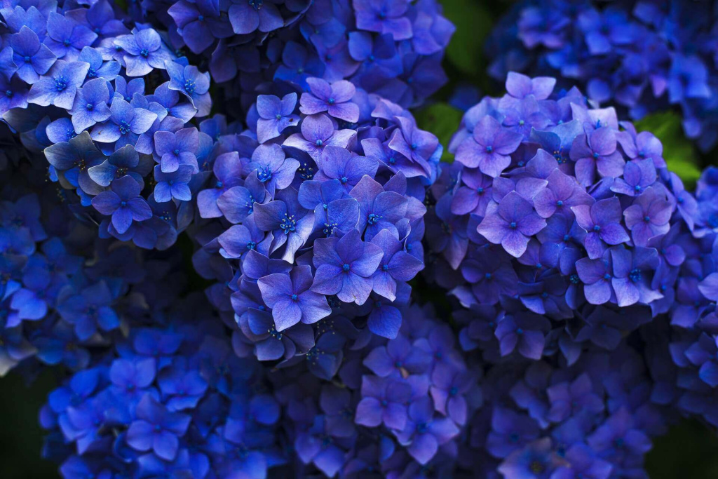 bloom-1851481_1920.jpg bloom-1851481_1920.jpg
