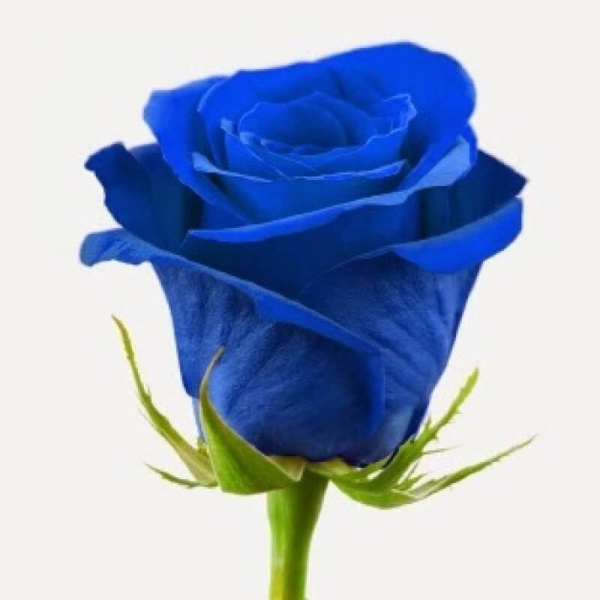 Роза Синяя (Freedom blue)