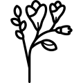Фрезии Фрезии